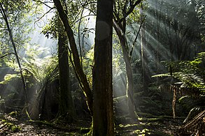 Bosque templado