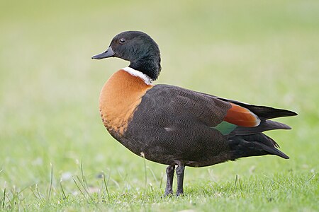 Australian shelduck, male, by JJ Harrison