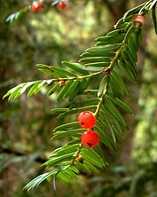 foliage and cones