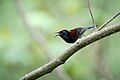 * Nomination The Black-throated sunbird in Nepal (by Prasan Shrestha) --Gpkp 06:53, 19 December 2024 (UTC) * Promotion  Support Good quality. --Plozessor 19:07, 25 December 2024 (UTC)