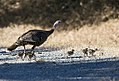 Mother with chicks