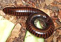 Giant millipede