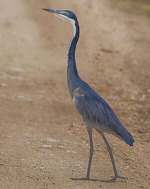 Nigrakapa ardeo, el Nacia Parko Serengeti