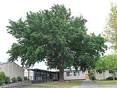 Lovelock Oak (Olympic oak tree from Berlin, 1936)