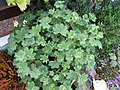 Alchemilla erythropoda