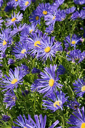 Hvězdnice alpská (Aster alpinus) z čeledi hvězdnicovité je bylina s modrofialovými úbory a jasně žlutým středem