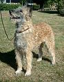 Belgian Shepherd Dog (Laekenois)