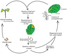 Life cycle of the black rot pathogen, Xanthomonas campestris pathovar campes