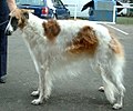 Borzoi