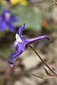 Delphinium menziesii