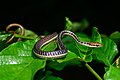 Dendrelaphis subocularis - Kaeng Krachan National Park