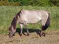 A Konik horse in the Domäne Dahlem, Berlin, Germany