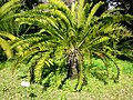 Ilgalapis galvonis (Encephalartos longifolius)