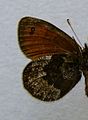 Erebia gorge, Underside