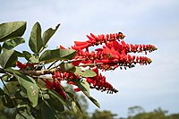 Erythrina senegalensis