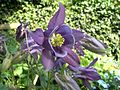 Aquilegia vulgaris