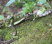 General view of the Lycodon gammiei specimen (YBU 230088) in life and its microhabitat, a big tree trunk - Oo 1042869 (cropped).jpg