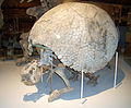 Glyptodon (shown) and saber-toothed cats are among the important prehistoric specimens collected by Peter Wilhelm Lund