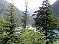 Picea asperata (vinstri) og A. fargesii (hægri), Jiuzhaigou Valley, Sichuan, Kína