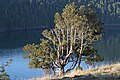 Juniperus maritima