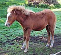 Category:Kerry Bog Pony