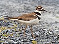 Image 59Killdeer at the South Cape May Meadows