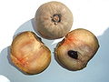 Manilkara zapota, sapodilla