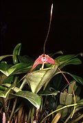 Masdevallia macropus