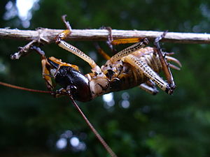 오클랜드 나무웨타(Hemideina thoracica)