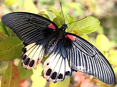 Papilio memnon-agenor female.jpg