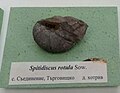 en:Spitidiscus rotula Sowerby, Lower en:Hauterivian, Saedinenie, Targovishte Province at the en:Sofia University "St. Kliment Ohridski" Museum of Paleontology and Historical Geology