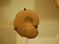 Subplanites sp. Ammonite Fossil, AMNH 15344