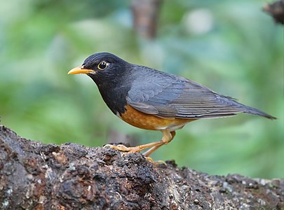 Black-breasted thrush, male, by JJ Harrison