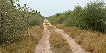 Road in thornscrub vegetation, Yturria Brush National Wildlife Refuge, Hidalgo County, Texas (15 April 2016)