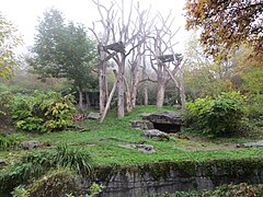 „Nebelwald“-Anlage im Zoo Zürich, Brillenbär und Nasenbär