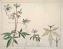 Dessin à l’aquarelle de Henri Bergé, représentant des fleurs d'anémone des bois