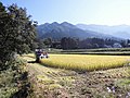 October 12: Harvest in Ishikari (October 2014 in Japan)