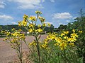 Jacobaea vulgaris