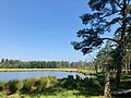 Lunsveen (boswachterij Gieten-Borger)