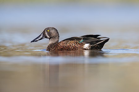 Australasian shoveler, by JJ Harrison