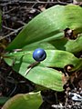 Clintonia uniflora