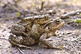 Common toads mating.jpg