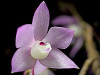 Dendrobium hercoglossum