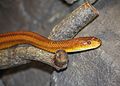 Everglades Rat Snake