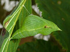 鉤粉蝶呈綠色的縊蛹
