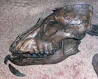 The skull of the 9,300-year-old Almeo dog. / Kraniet av den 9300 år gamla Almeöhunden.