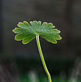 Young leaves of Geranium molle var. Brutium.