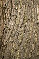 Bark