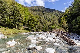 a river through native bush