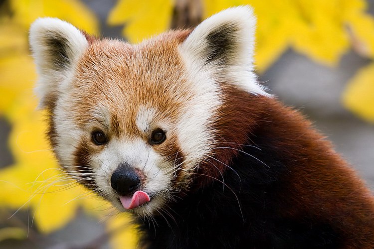 Малая панда (Ailurus fulgens) в зоопарке Шёнбрун, Вена